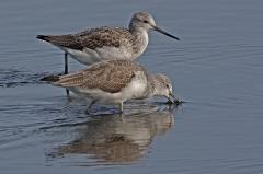 Greenshank Pair Feeding Brownsea Island